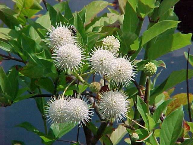 Cephalanthus (Gombvirág cserje)